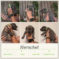 Herschel , a male Great Dane for sale in Burlington, IA – 1 of 1