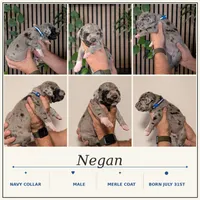 Negan , a male Great Dane for sale in Burlington, IA – 2 of 2