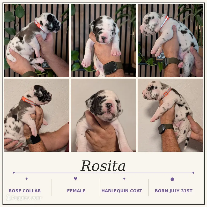 Rosita  – Great Dane puppy for sale in Burlington, IA