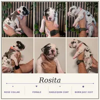 Rosita , a female Great Dane for sale in Burlington, IA – 1 of 1