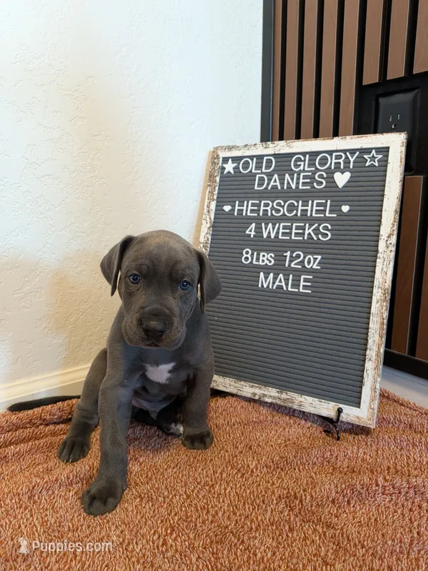 Herschel  – Great Dane puppy for sale in Burlington, IA
