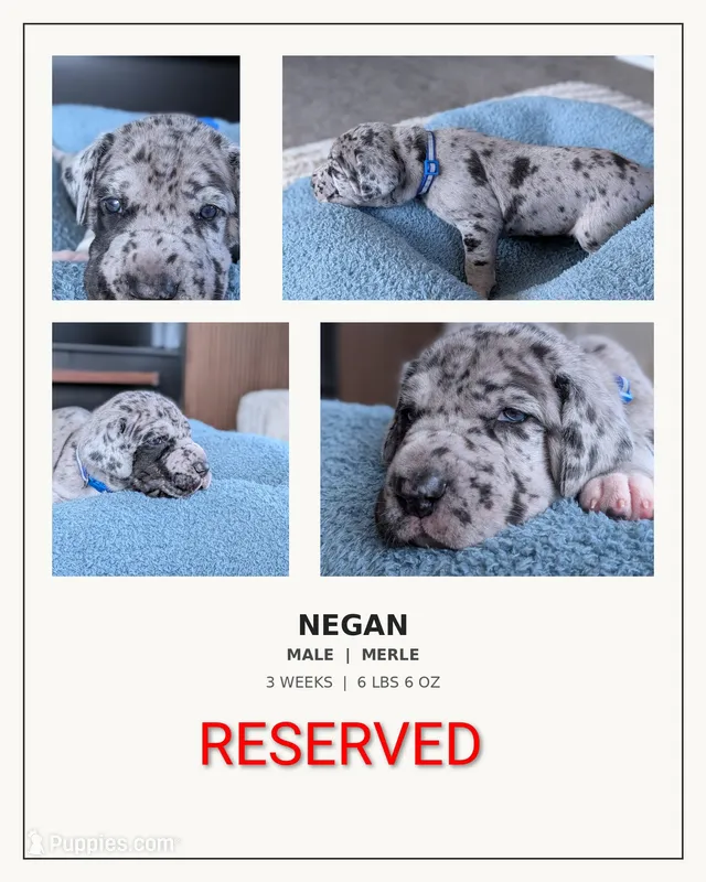 Negan  – Great Dane puppy on hold in Burlington, IA