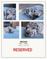 Negan , a male Great Dane for sale in Burlington, IA – 1 of 2