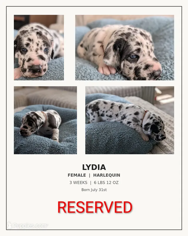 Lydia  – Great Dane puppy on hold in Burlington, IA
