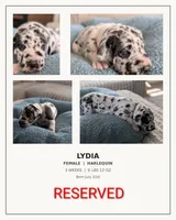Lydia , a female Great Dane for sale in Burlington, IA – 1 of 2