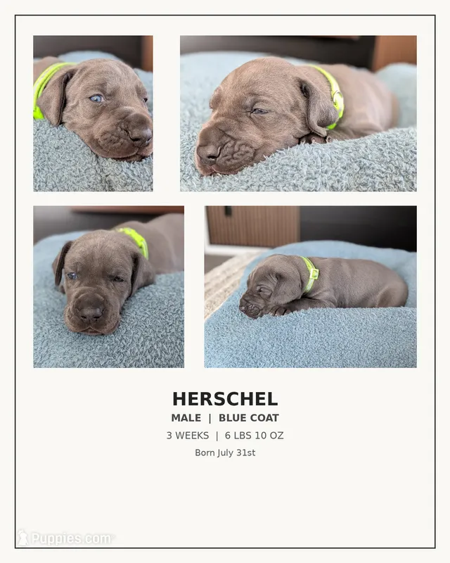 Herschel  – Great Dane puppy for sale in Burlington, IA