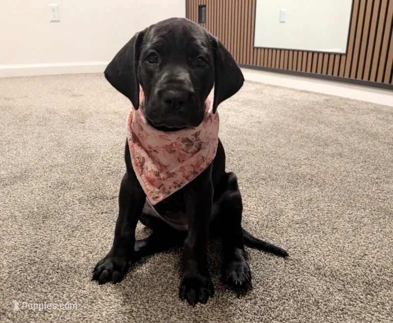 Lucille  – Great Dane puppy for sale in Burlington, IA
