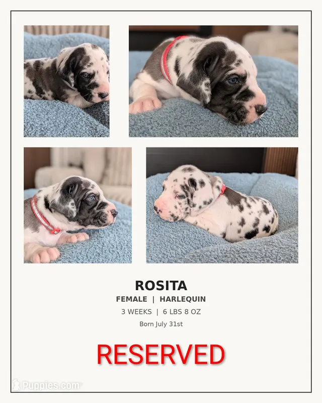 Rosita  – Great Dane puppy on hold in Burlington, IA