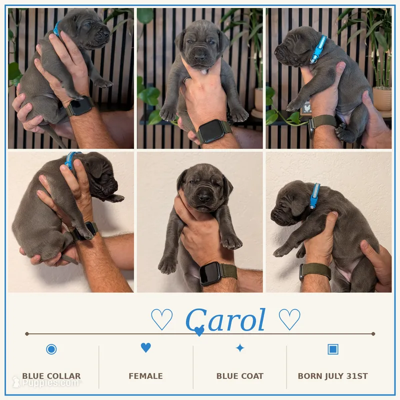 Carol  – Great Dane puppy for sale in Burlington, IA