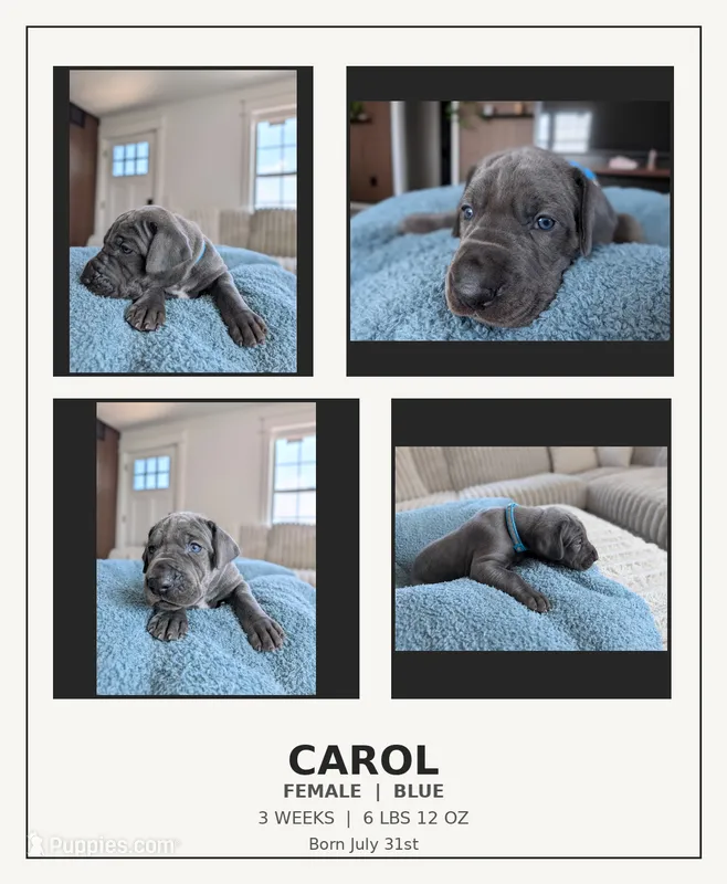 Carol  – Great Dane puppy for sale in Burlington, IA