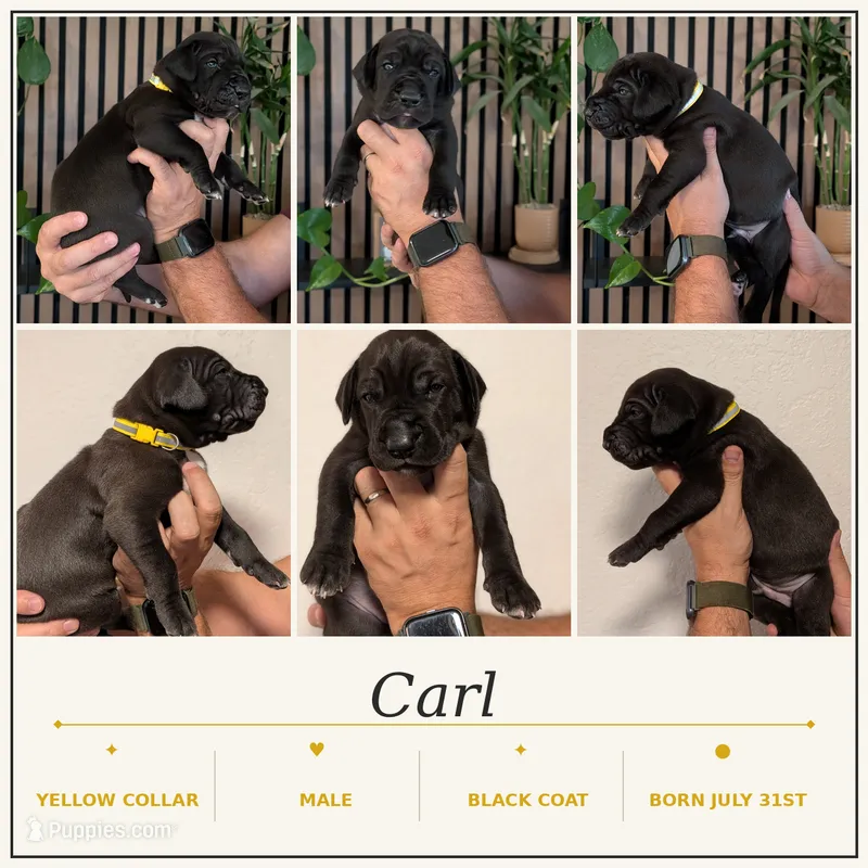 Carl – Great Dane puppy for sale in Burlington, IA