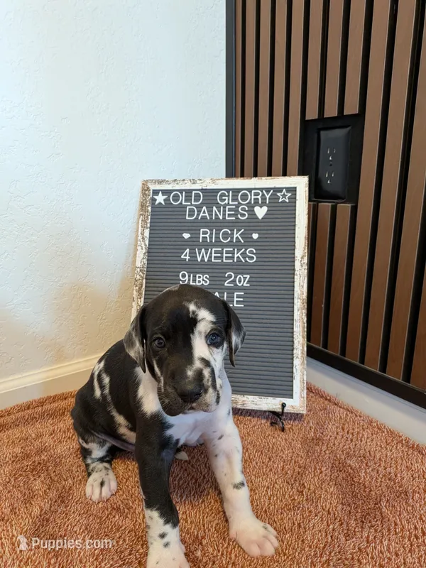 Rick – Great Dane puppy for sale in Burlington, IA