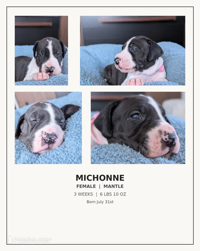 Michonne  – Great Dane puppy for sale in Burlington, IA
