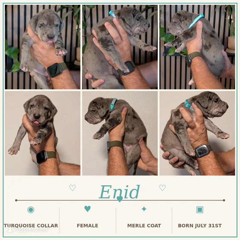 Enid – Great Dane puppy for sale in Burlington, IA