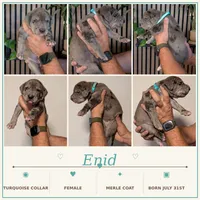 Enid, a female Great Dane for sale in Burlington, IA – 1 of 1