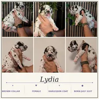 Lydia , a female Great Dane for sale in Burlington, IA – 2 of 2