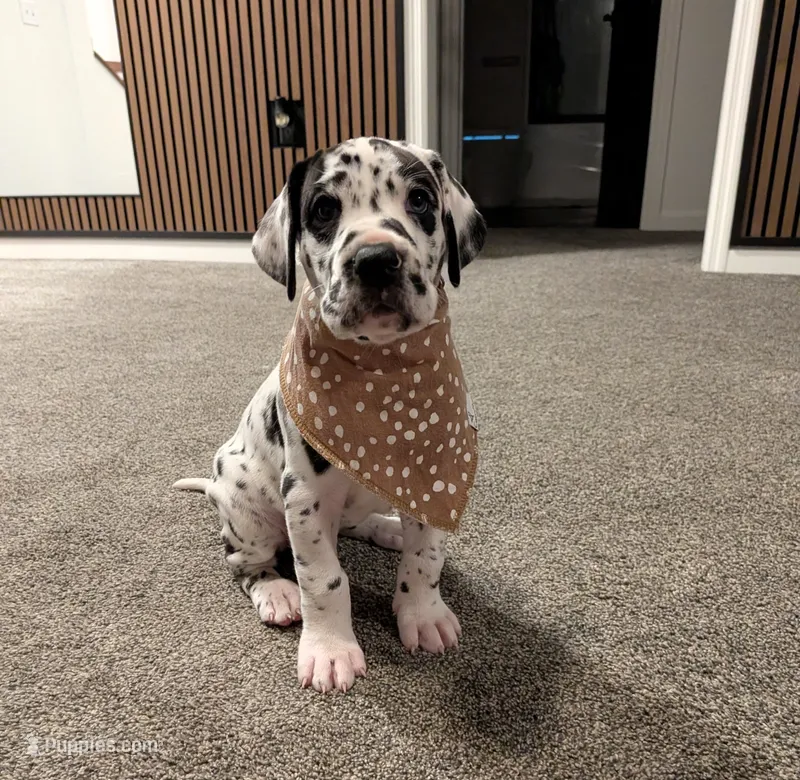 Lydia  – Great Dane puppy for sale in Burlington, IA