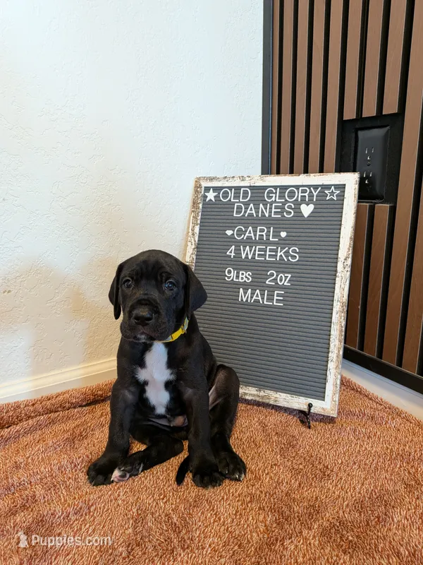 Carl – Great Dane puppy for sale in Burlington, IA