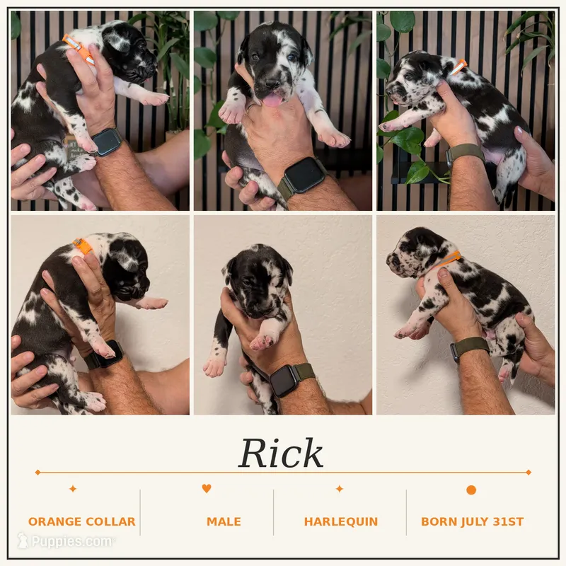 Rick – Great Dane puppy for sale in Burlington, IA