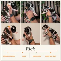 Rick, a male Great Dane for sale in Burlington, IA – 1 of 1
