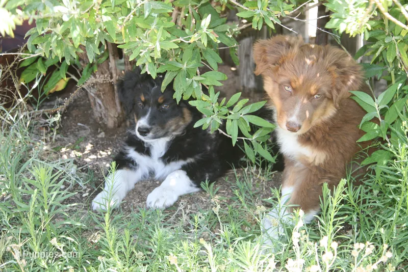 Sierra – Australian Shepherd puppy for sale in Apple Valley, CA