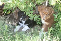 Sierra, a female Australian Shepherd for sale in Apple Valley, CA – 5 of 5