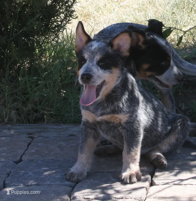 Tank – Australian Cattle Dog puppy for sale in Apple Valley, CA