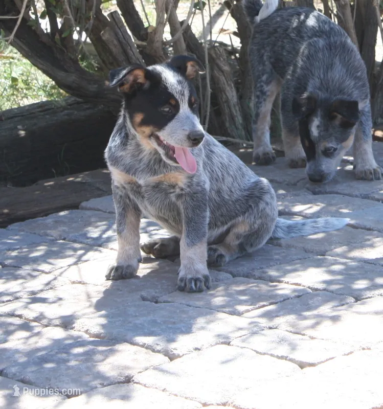 Dixon – Australian Cattle Dog puppy for sale in Apple Valley, CA