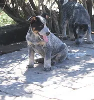 Dixon, a male Australian Cattle Dog for sale in Apple Valley, CA – 1 of 2