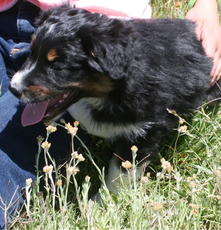 Dakota – Australian Shepherd puppy for sale in Apple Valley, CA