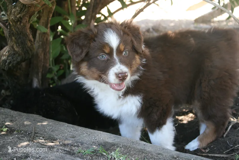 Daisy – Australian Shepherd puppy for sale in Apple Valley, CA