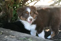 Daisy, a female Australian Shepherd for sale in Apple Valley, CA – 1 of 1