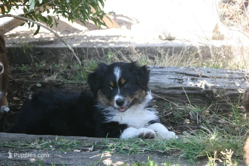 Dakota – Australian Shepherd puppy for sale in Apple Valley, CA