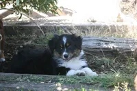 Dakota, a male Australian Shepherd for sale in Apple Valley, CA – 2 of 2