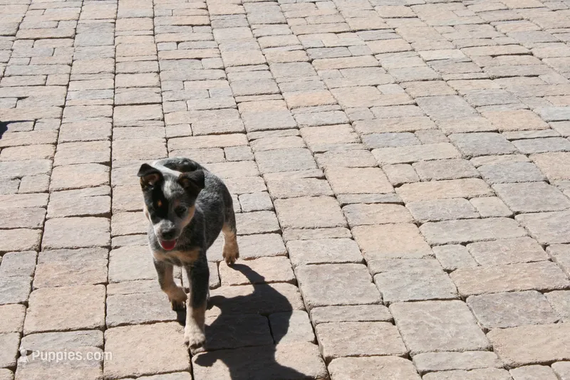 Bo – Australian Cattle Dog puppy for sale in Apple Valley, CA