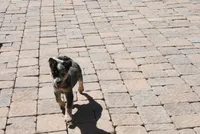 Bo, a male Australian Cattle Dog for sale in Apple Valley, CA – 1 of 2