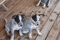Butchster, a male Australian Cattle Dog for sale in Apple Valley, CA – 2 of 4