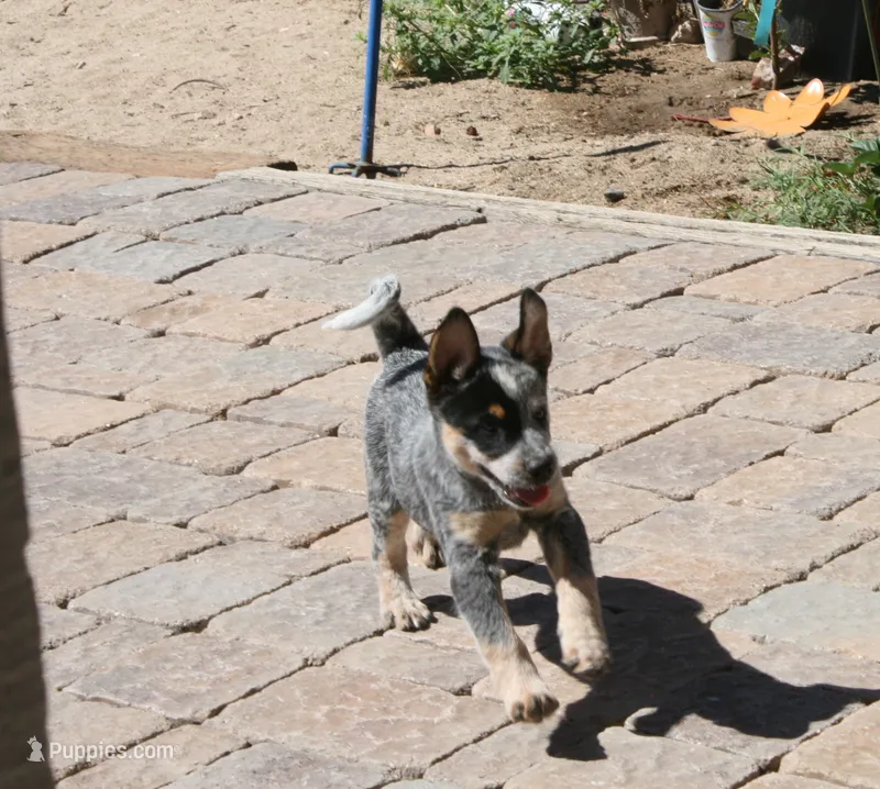 Charlie – Australian Cattle Dog puppy for sale in Apple Valley, CA