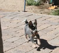 Charlie, a male Australian Cattle Dog for sale in Apple Valley, CA – 1 of 2