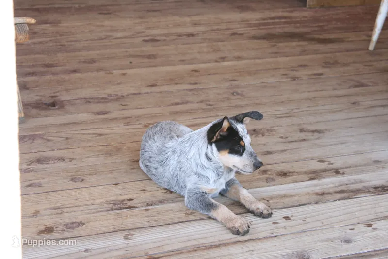 Bo – Australian Cattle Dog puppy for sale in Apple Valley, CA