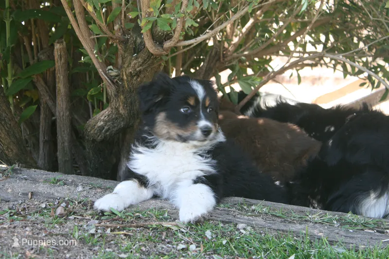 Dallas – Australian Shepherd puppy for sale in Apple Valley, CA