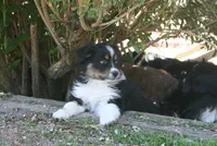 Dallas, a female Australian Shepherd for sale in Apple Valley, CA – 1 of 1