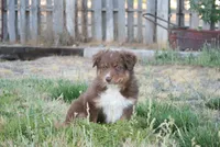 Sierra, a female Australian Shepherd for sale in Apple Valley, CA – 3 of 5