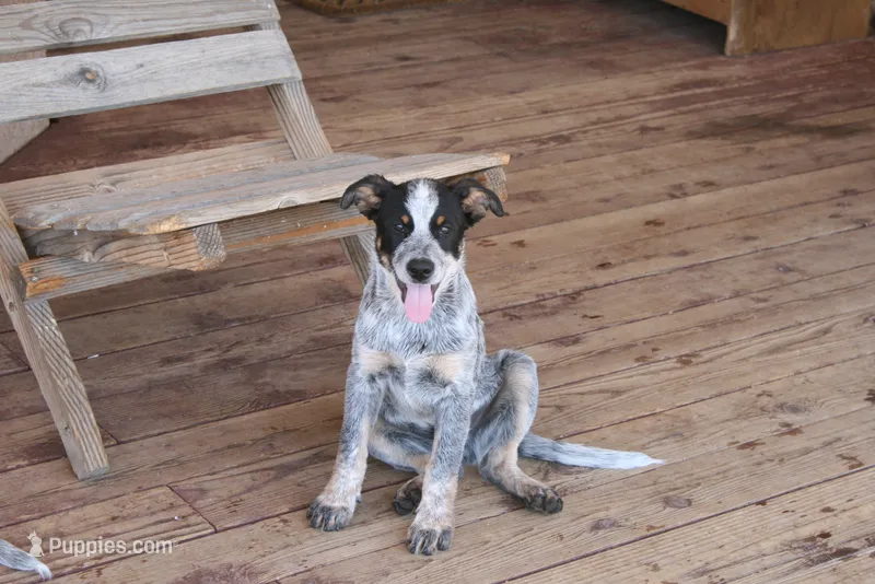 Butch – Australian Cattle Dog puppy for sale in Apple Valley, CA