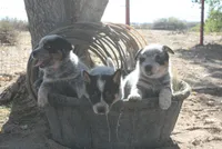 Luey, a male Australian Cattle Dog for sale in Apple Valley, CA – 2 of 4