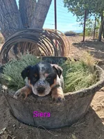 Siera, a female Australian Cattle Dog for sale in Apple Valley, CA – 1 of 1