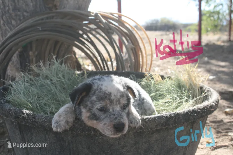 Kattie – Australian Cattle Dog puppy for sale in Apple Valley, CA
