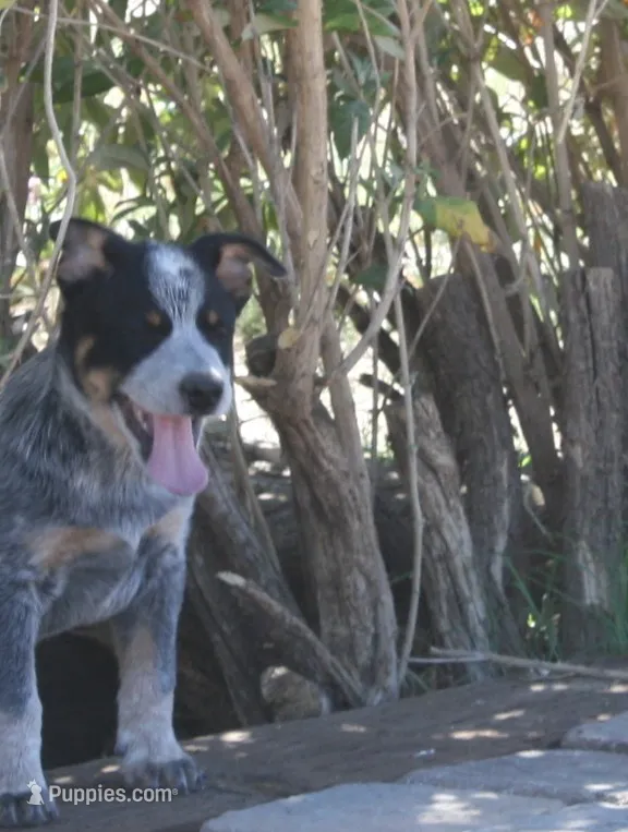 Butch – Australian Cattle Dog puppy for sale in Apple Valley, CA