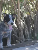 Butch, a male Australian Cattle Dog for sale in Apple Valley, CA – 1 of 2