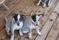 Butchster, a male Australian Cattle Dog for sale in Apple Valley, CA – 4 of 4